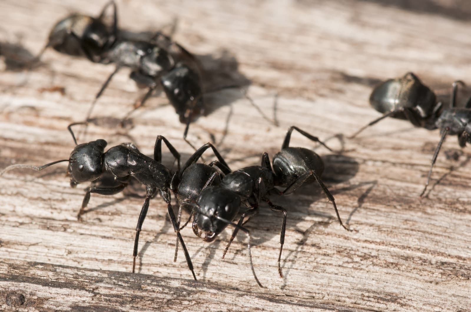 Black carpenter ants on weathered wood — a common New Hampshire ant