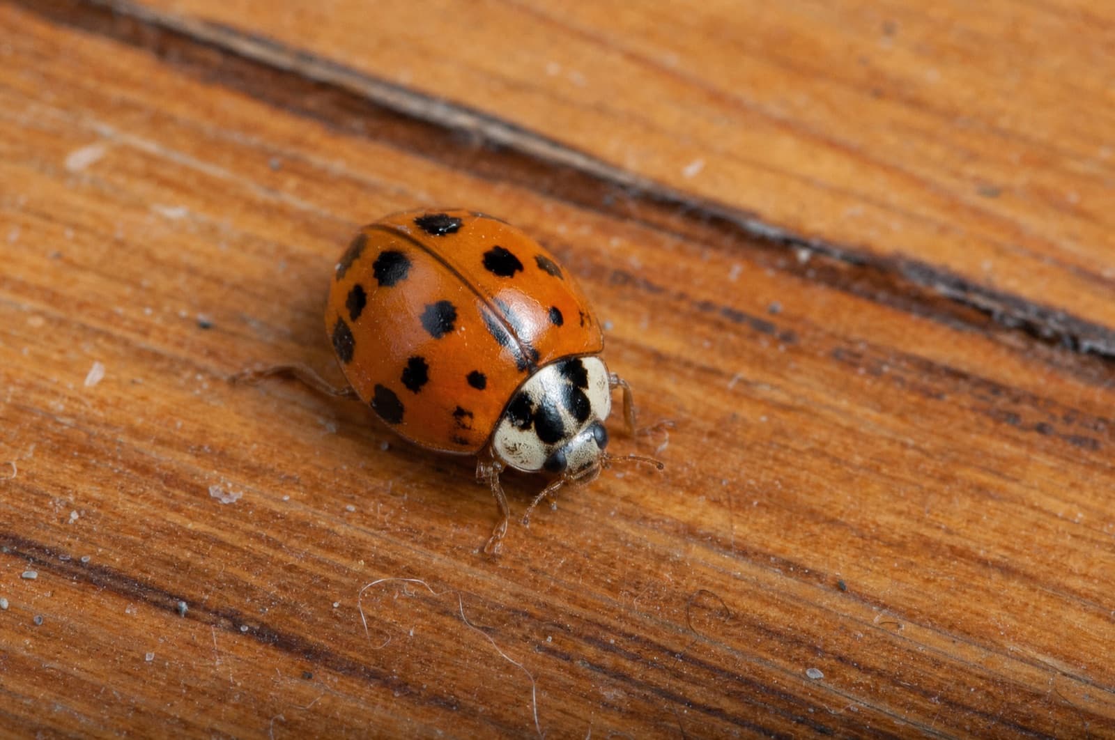 Are They Dangerous to Dogs and Cats — Asian lady beetle
