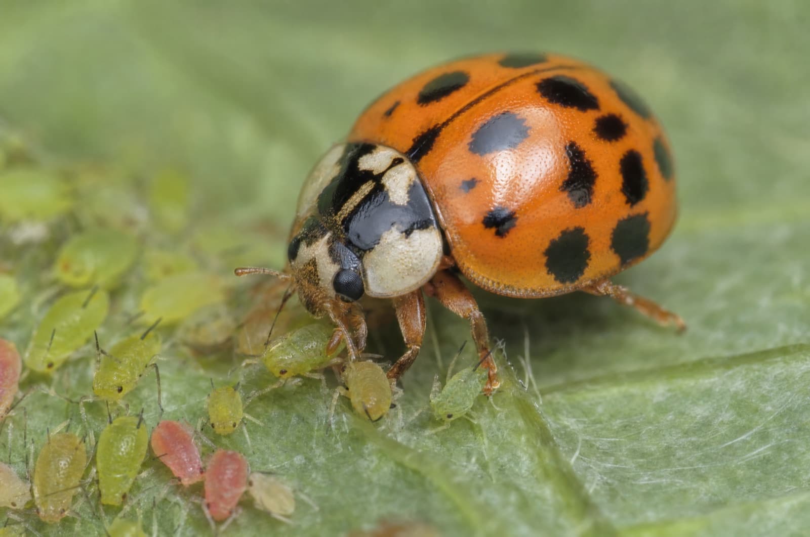 Are Asian Lady Beetles Good for My Garden — Asian lady beetle