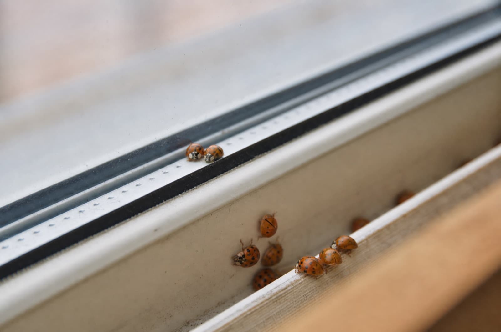 Can They Cause Allergies — Asian lady beetle