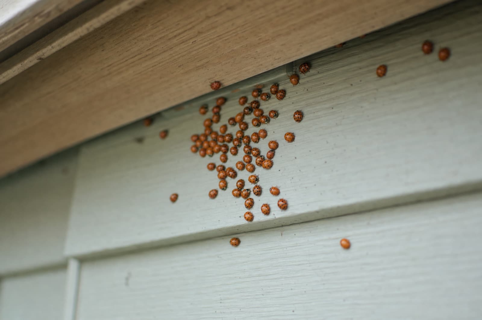 Can They Damage My House — Asian lady beetle