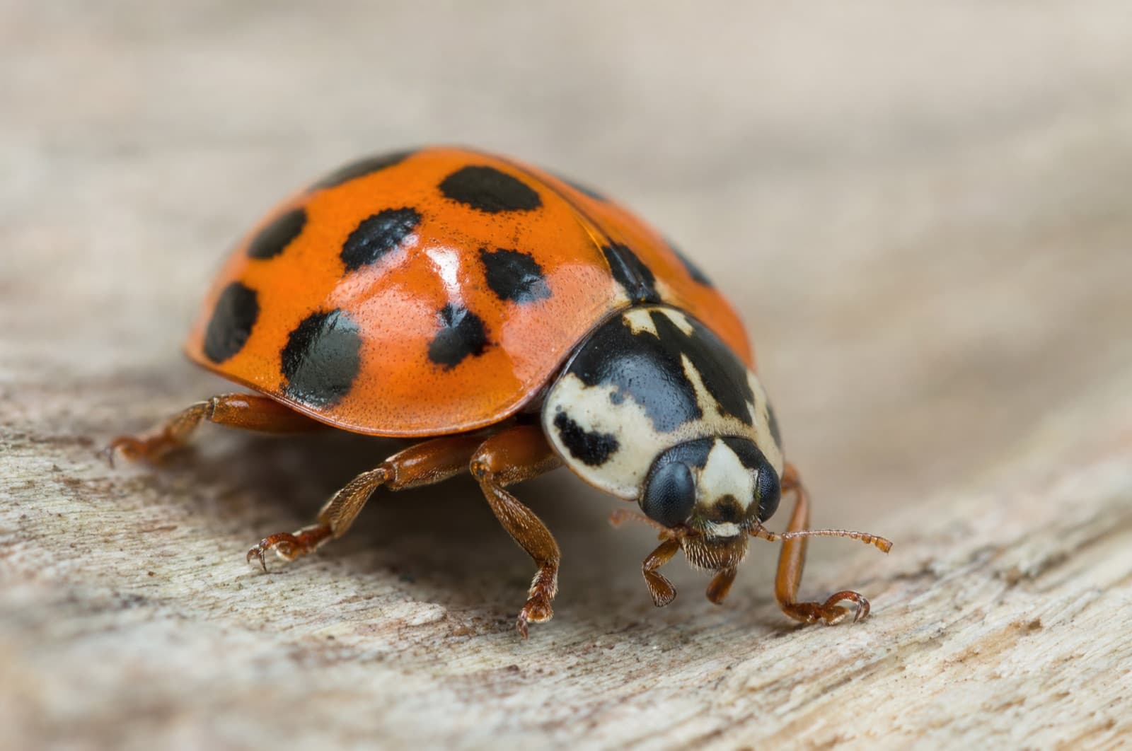 Do Asian Lady Beetles Bite — Asian lady beetle