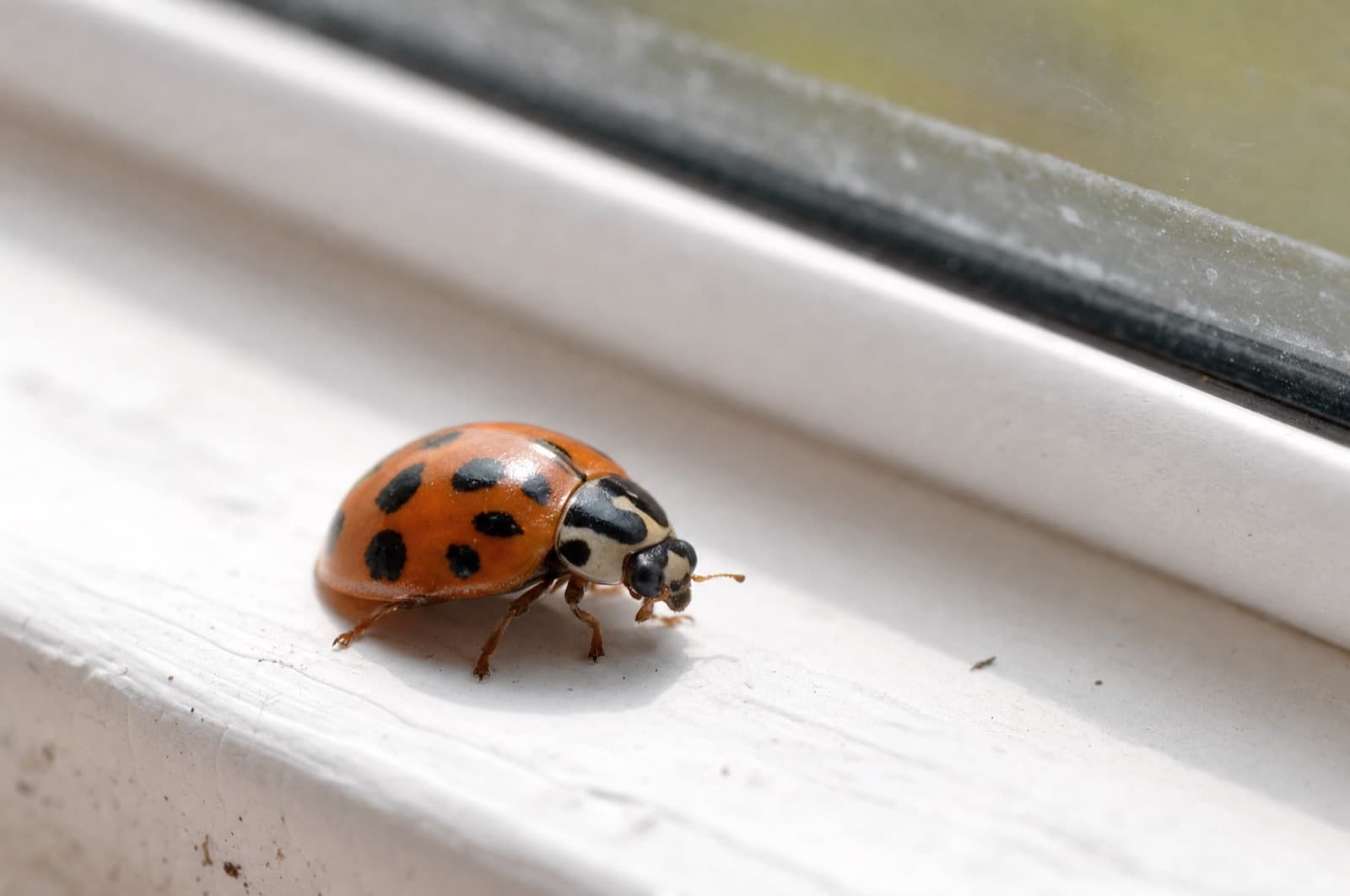 Do They Breed Indoors — Asian lady beetle