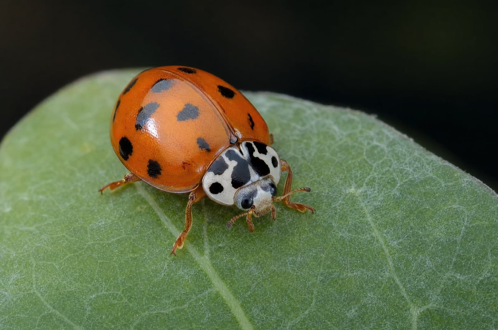 Is It a Ladybug or an Asian Beetle — Asian lady beetle