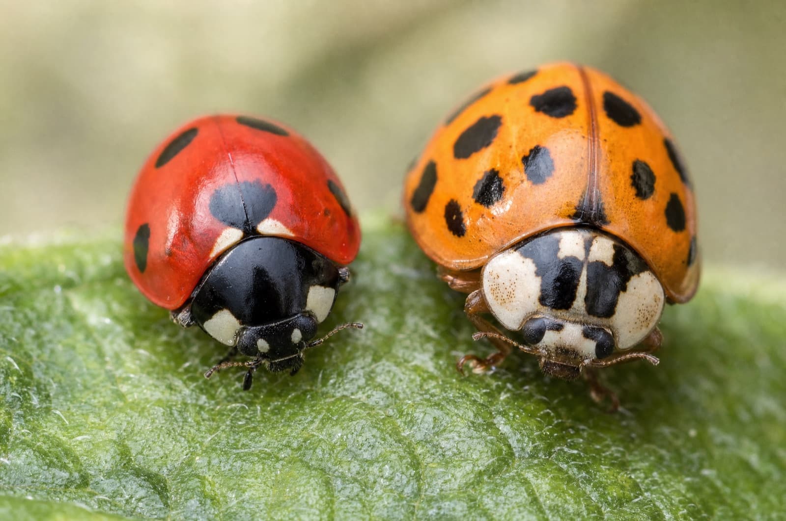 Native Ladybug or Asian Lady Beetle — Asian lady beetle
