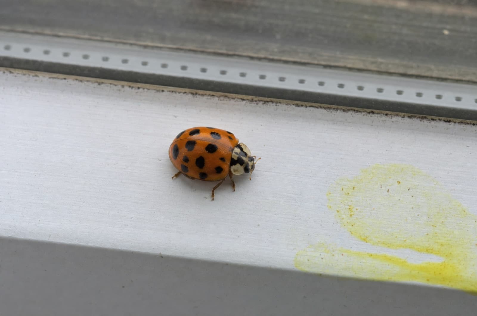 Why Do They Smell, and What Is the Yellow Stain — Asian lady beetle