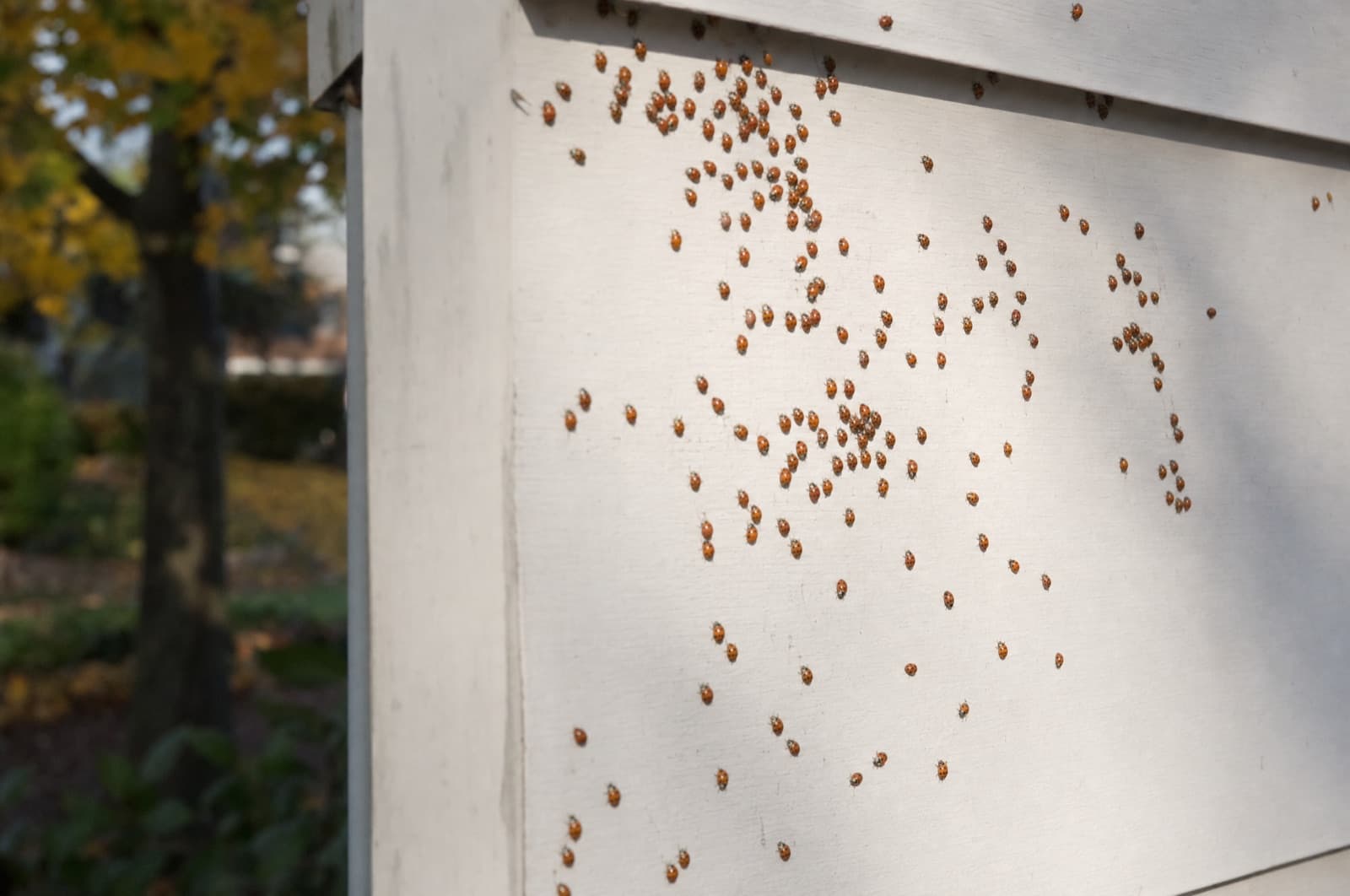 Why Do They Gather at Windows, Ceilings and Corners — Asian lady beetle