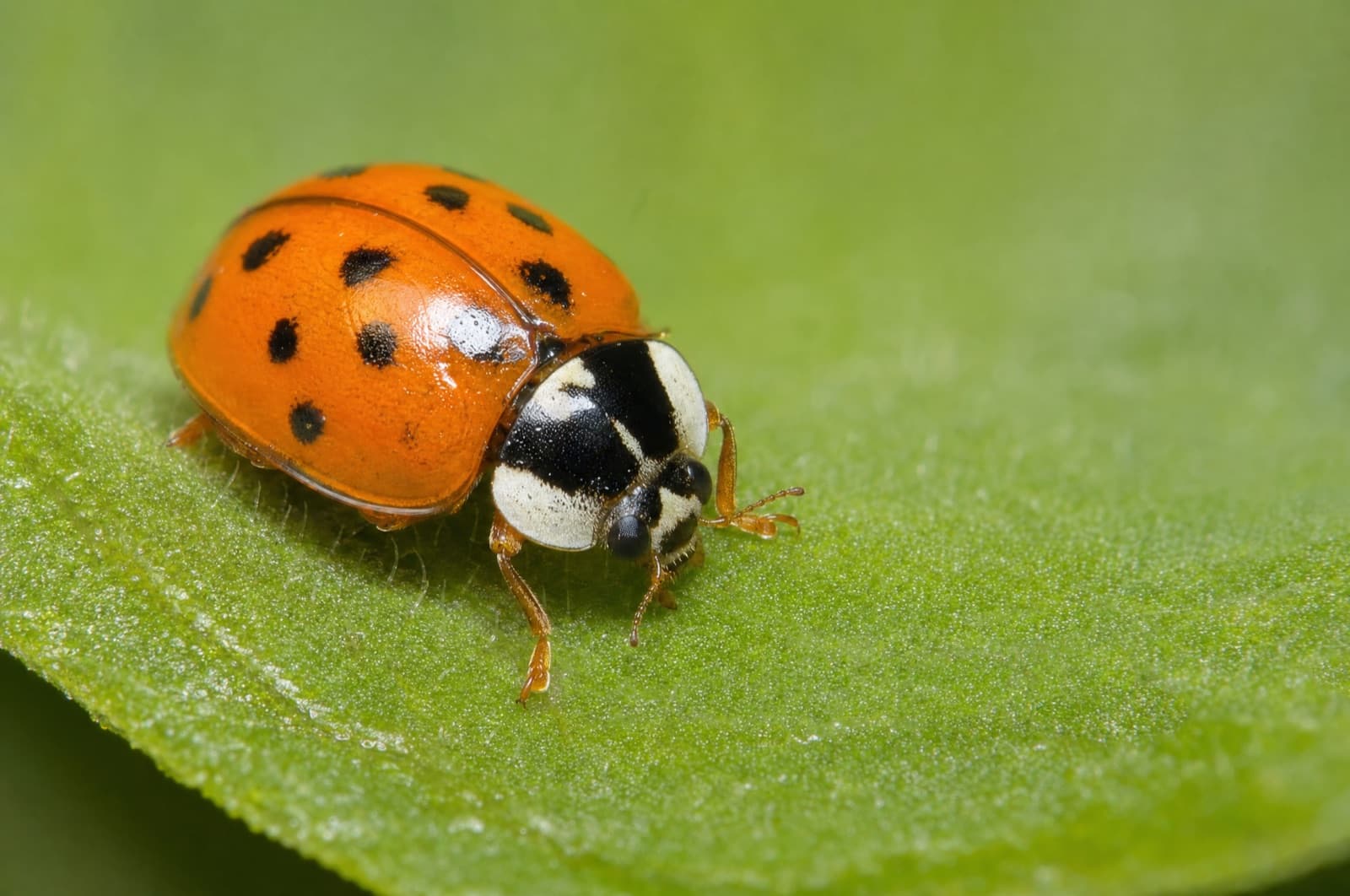 Why Are They Orange and Not Red — Asian lady beetle