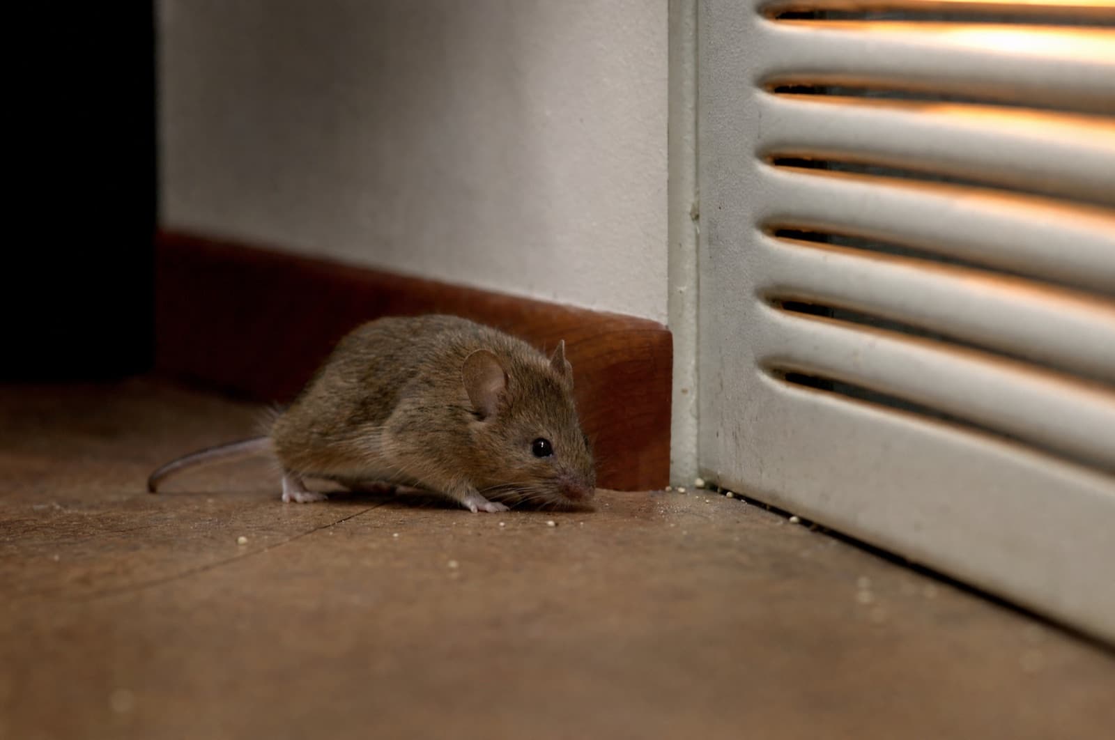 Why Do Mice Come Out When the Heat Is On