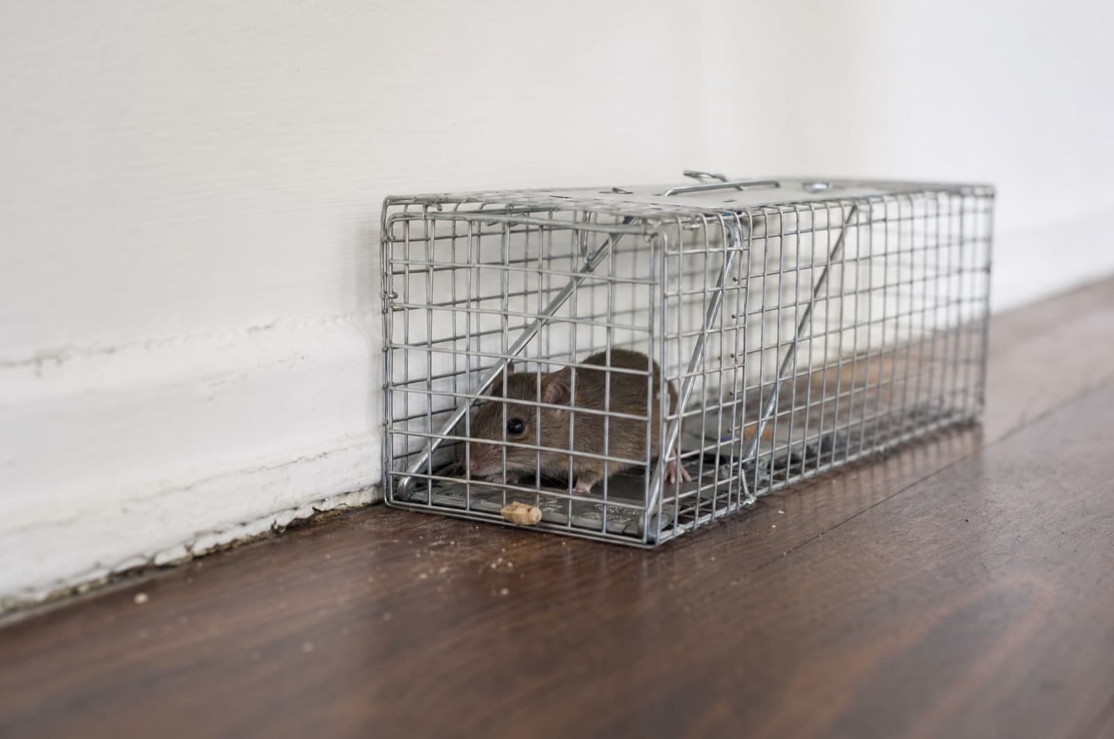 Bait Stations & Traps application — Live Animal Cage Trap for Rats and Squirrels by Havahart