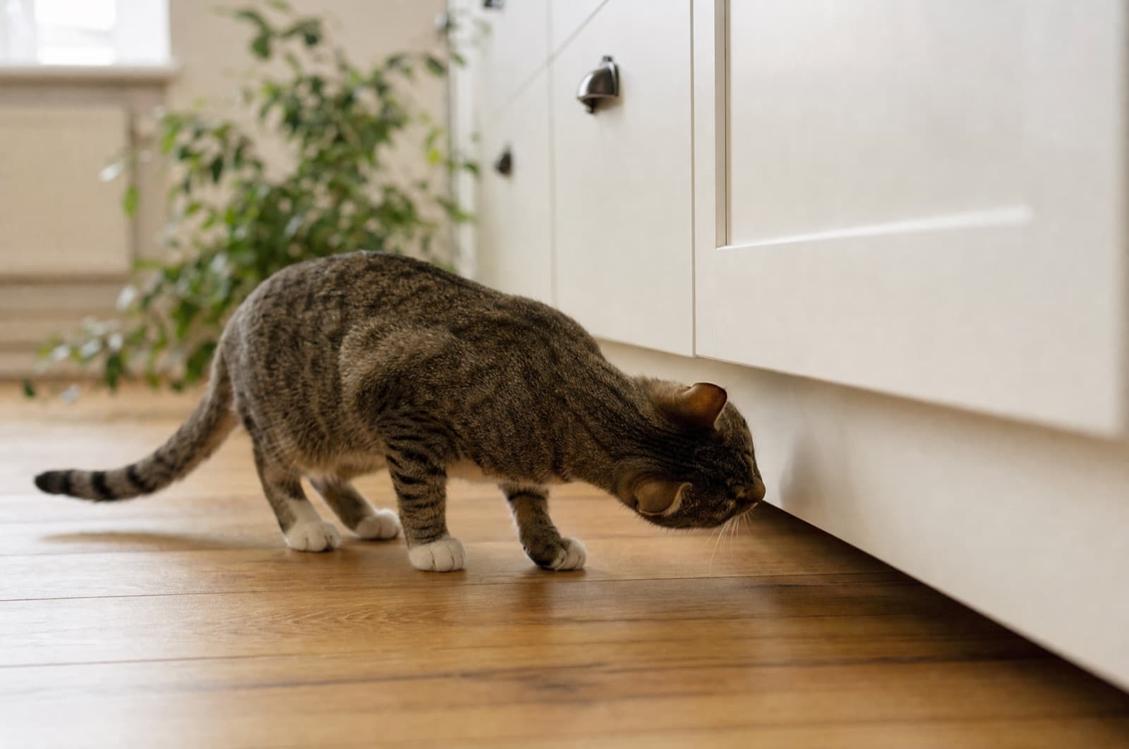 A curious dog and cat at home near a kitchen cabinet where pest-control products are used