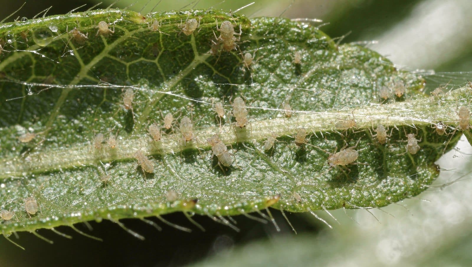 What Are Those Tiny White Bugs on Leaves
