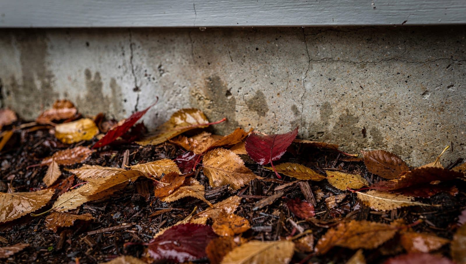 Do Piles of Tree Leaves Attract Termites