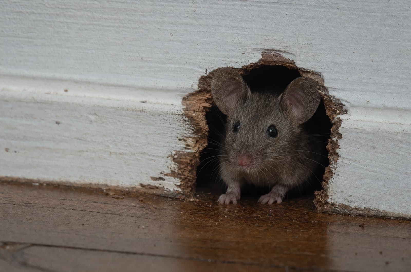 A house mouse at a gnawed gap in a baseboard