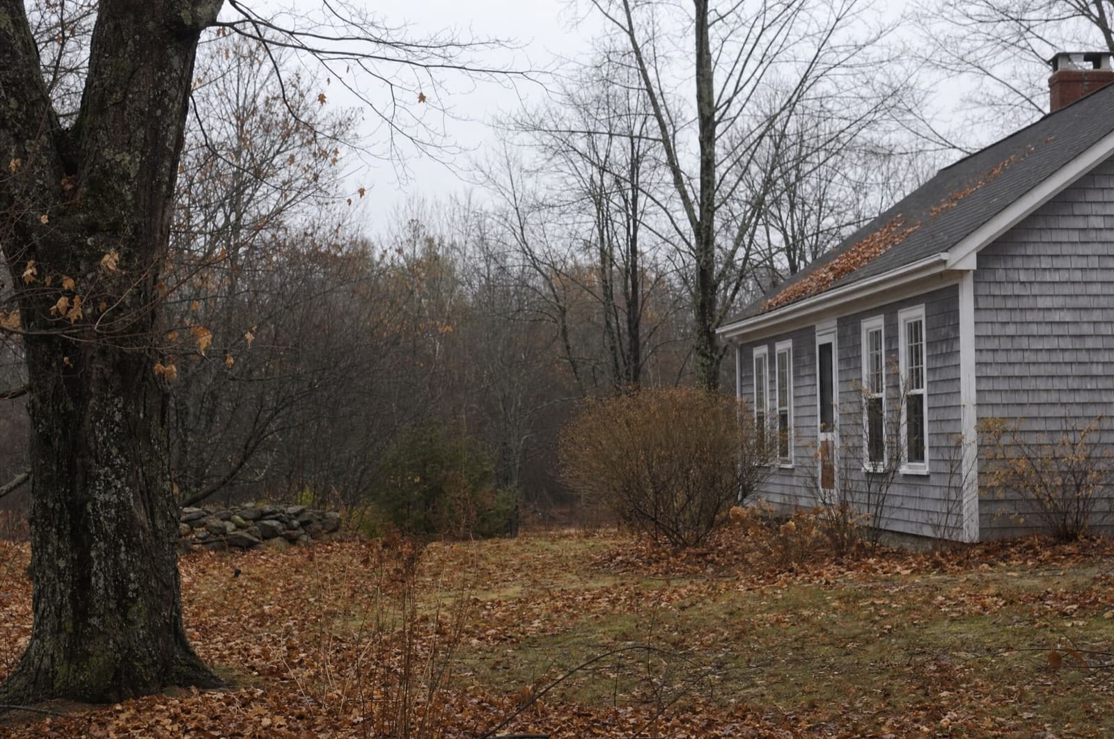 November in a New Hampshire yard