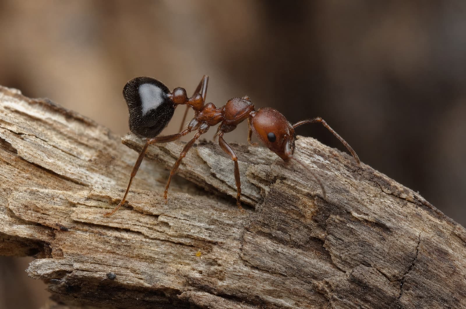Acrobat Ant — species photo