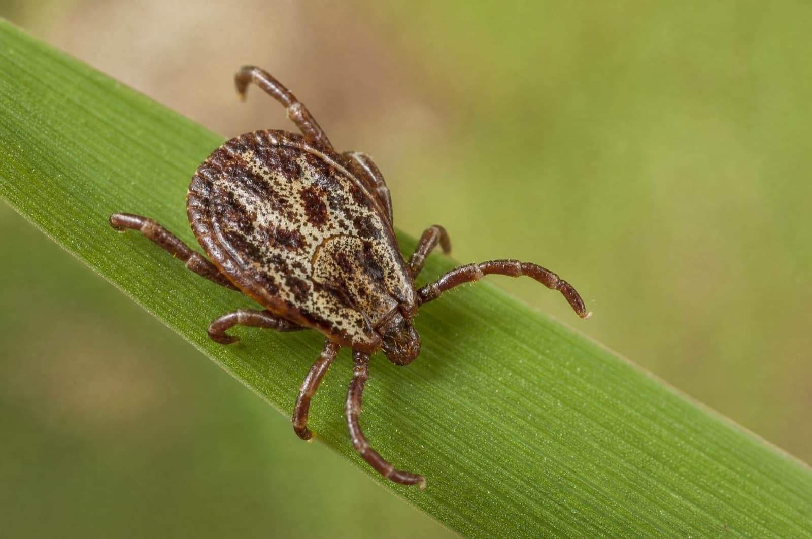 American dog tick — identification photo