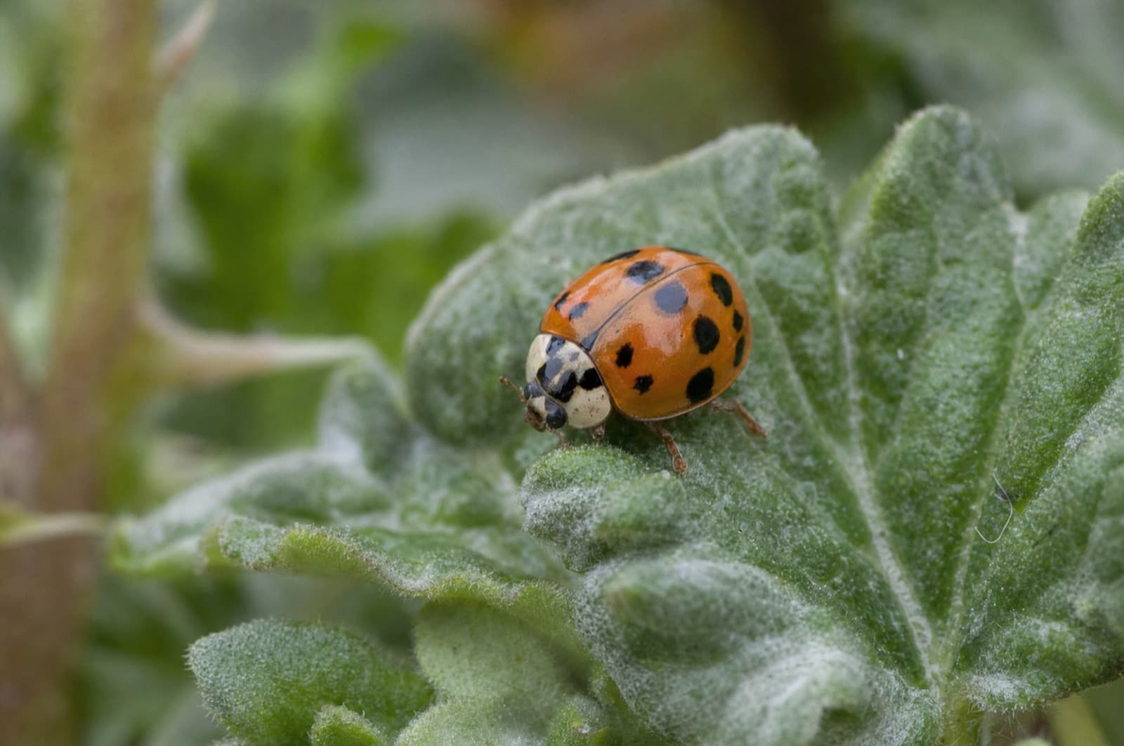 Asian Lady Beetle — species photo