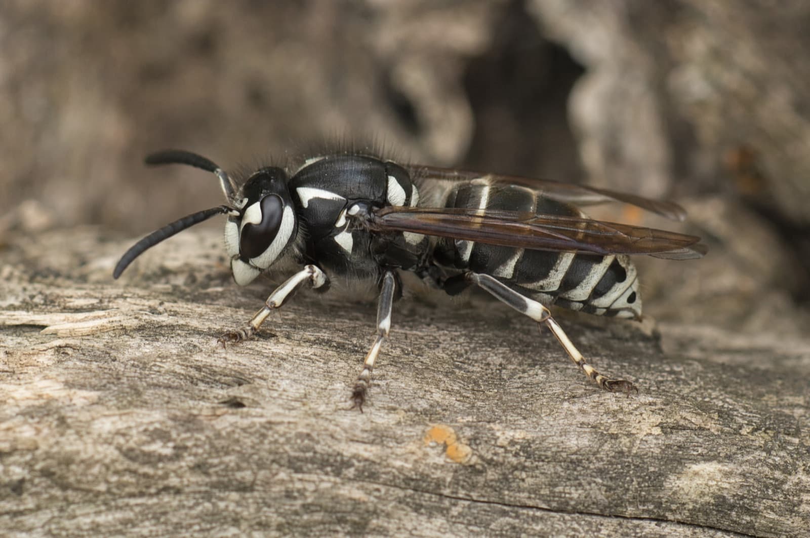 Bald-Faced Hornet — species photo