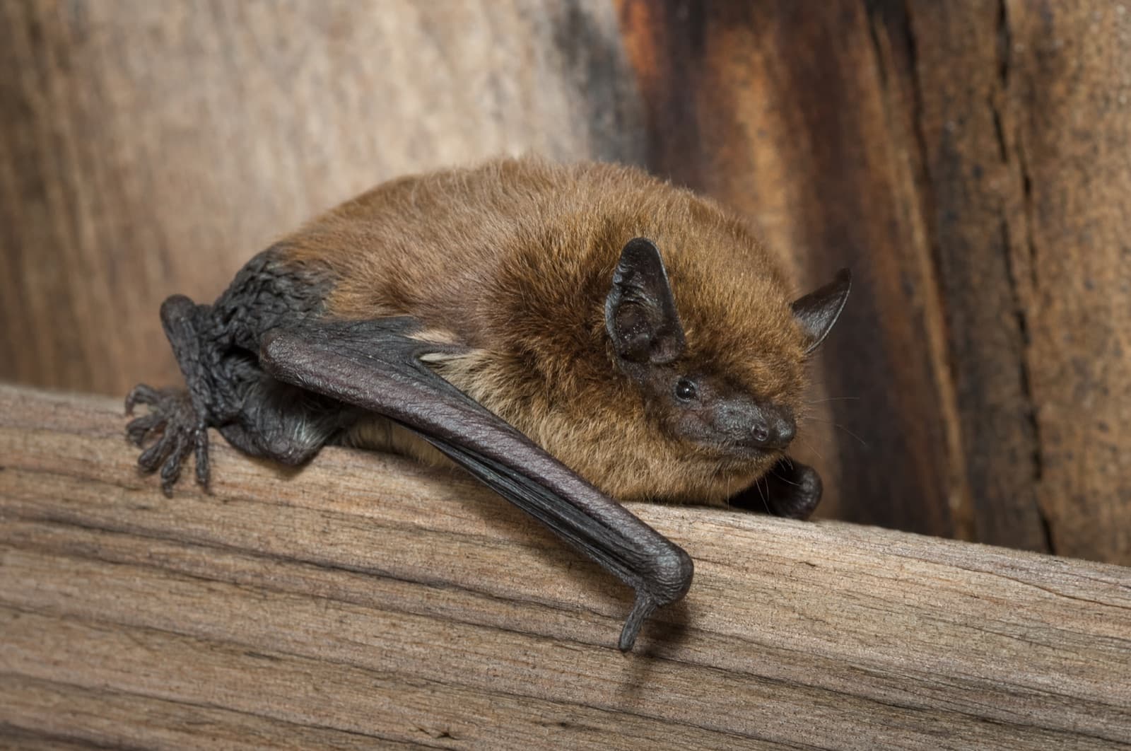 Bat — species photo
