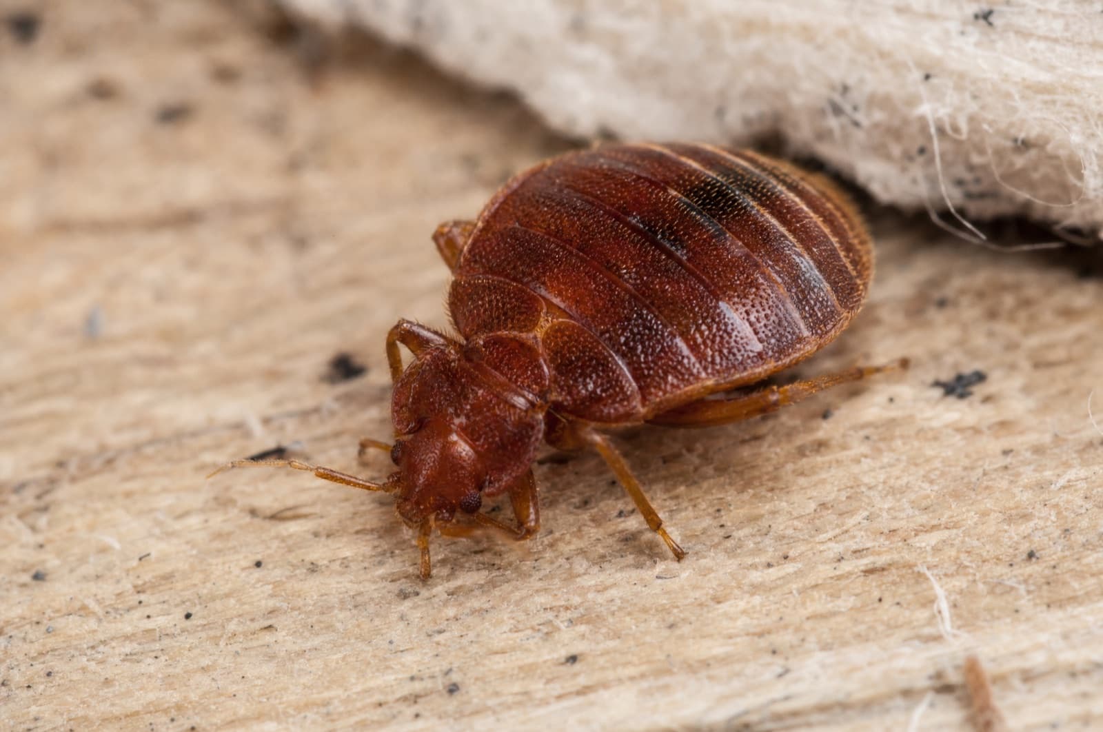 Bed Bug — species photo