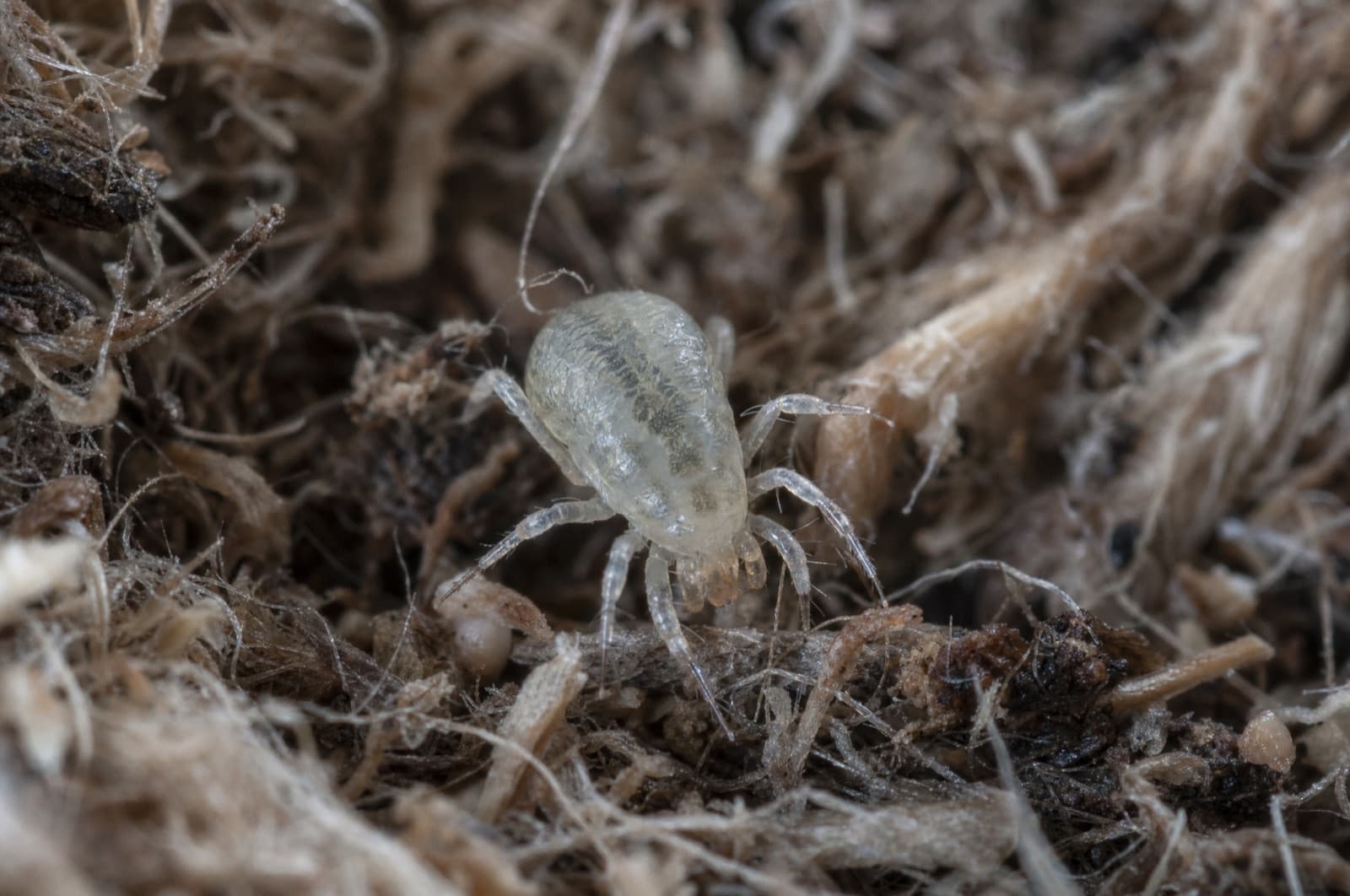 Bird Mite — species photo