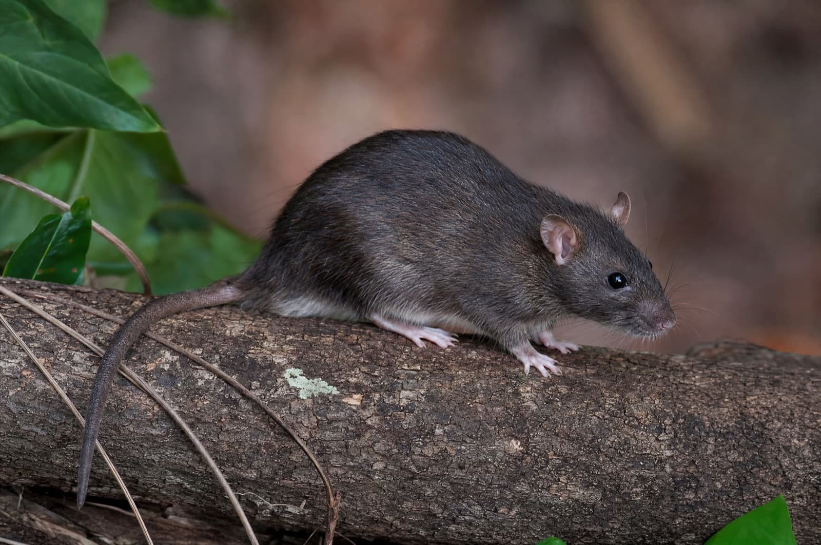 Black Rat — species photo