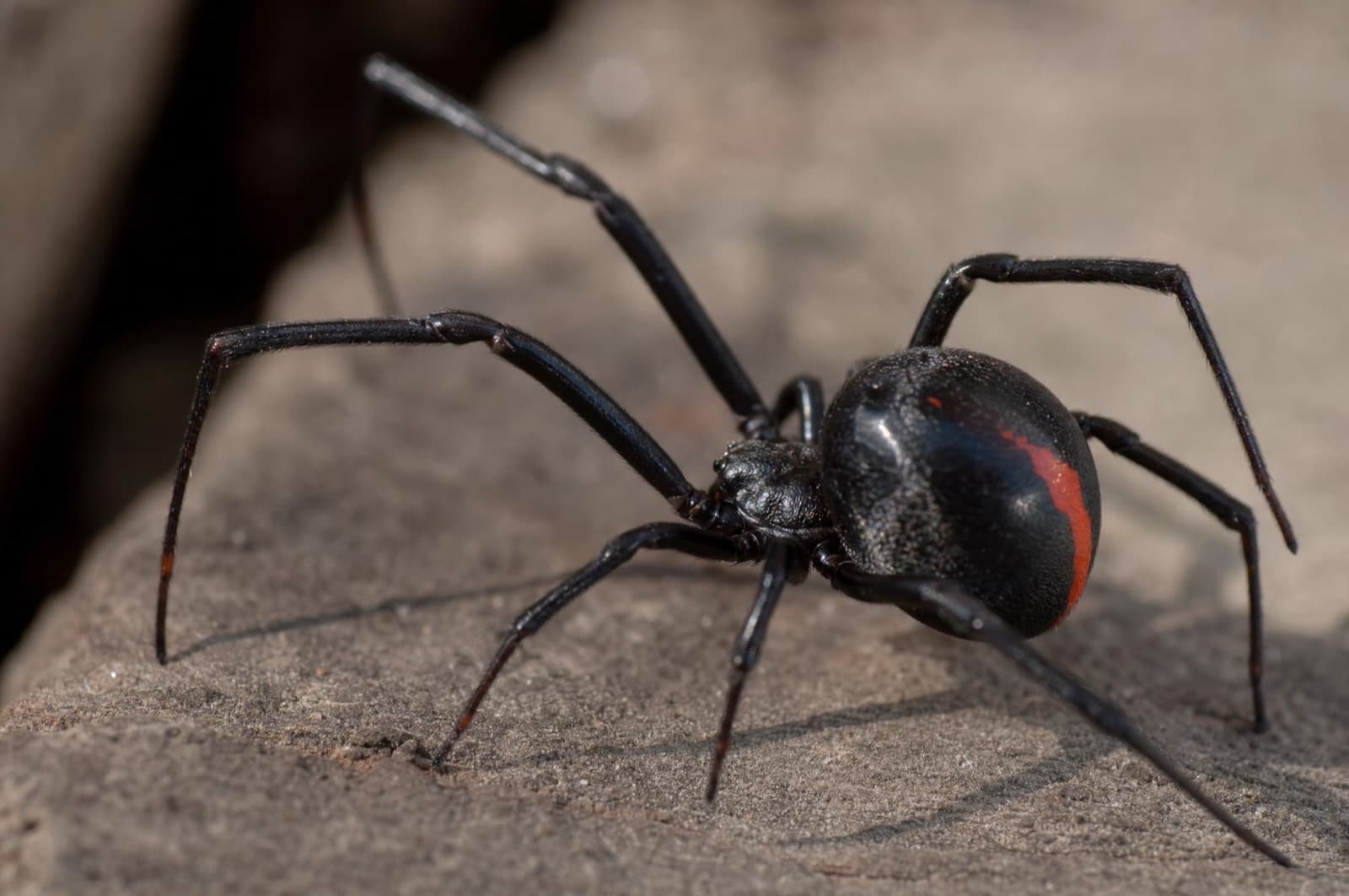 Black Widow Spider — species photo