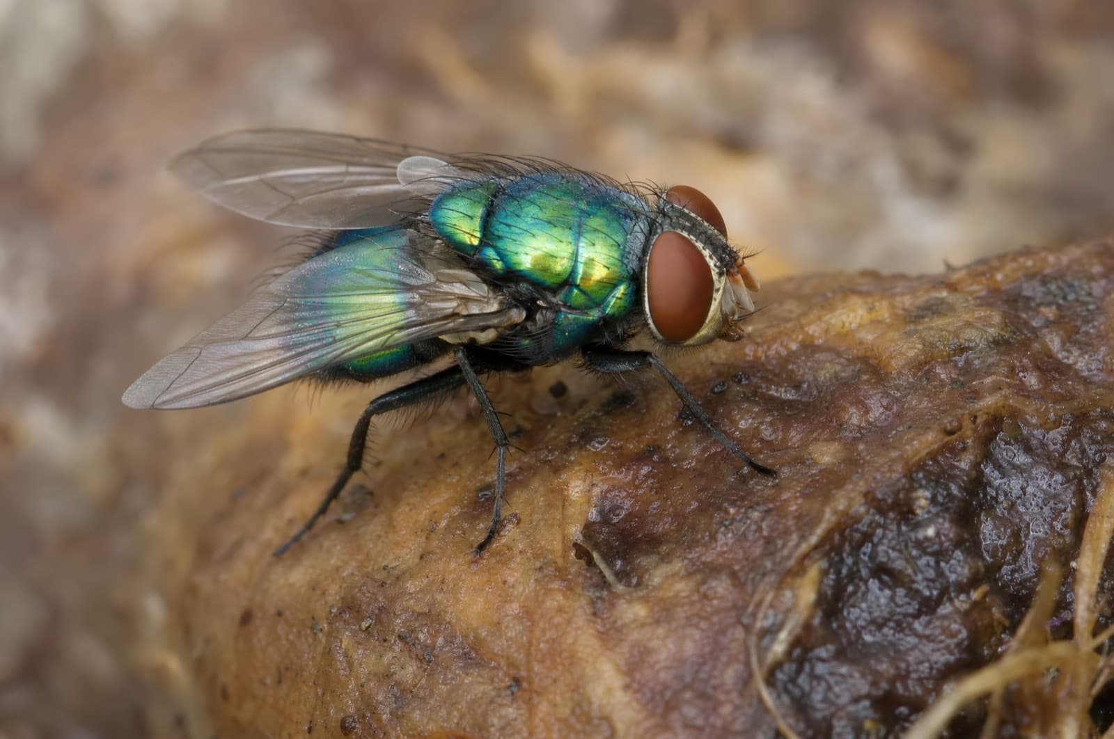Blow Fly — species photo