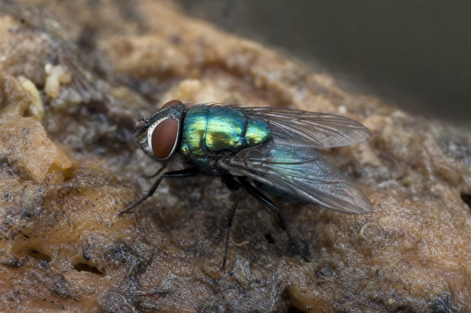 Bottle Fly — species photo