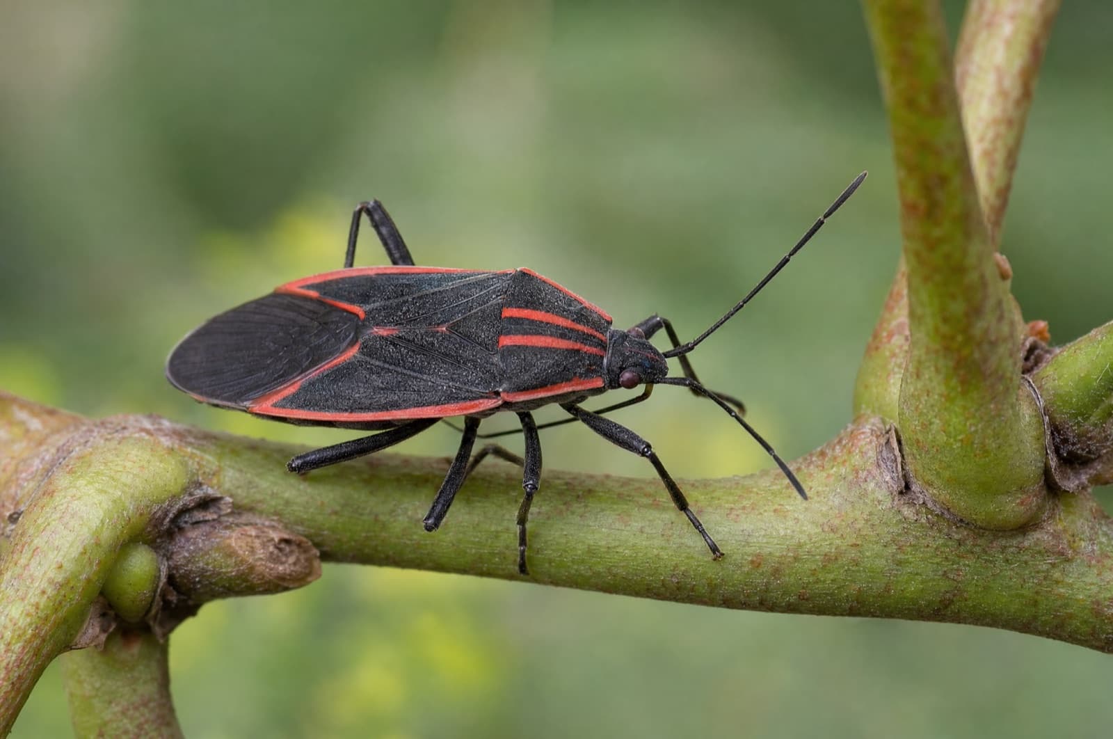 Boxelder Bugs — species photo