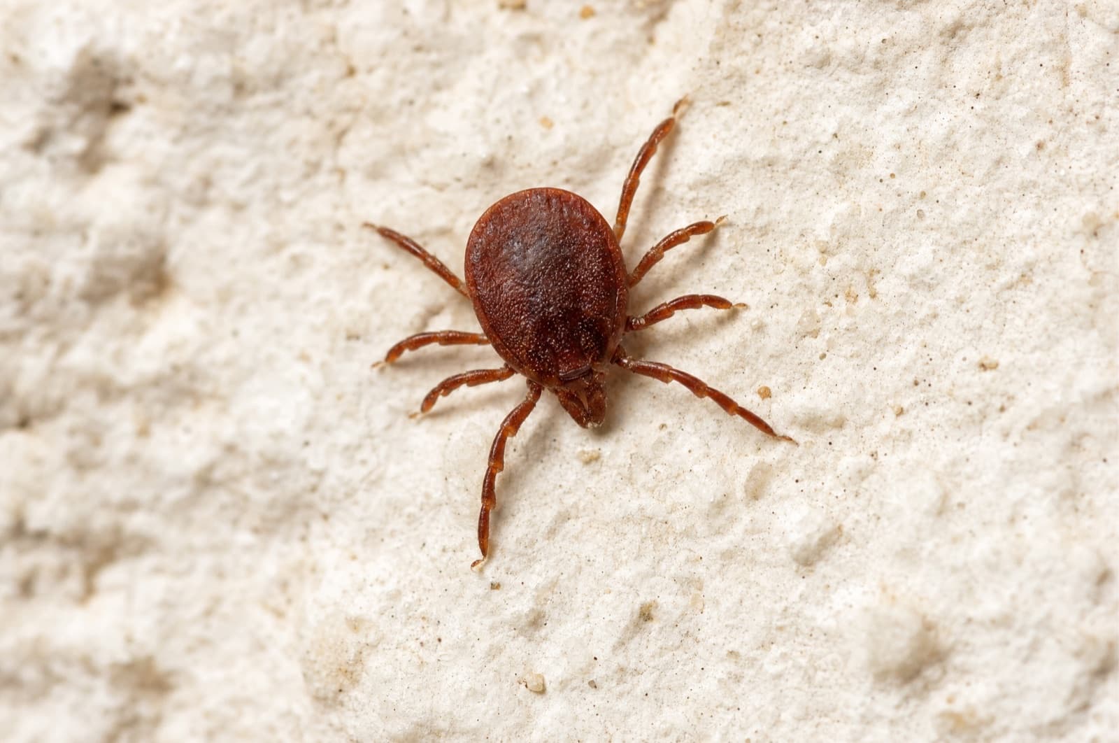 Brown Dog Tick — species photo