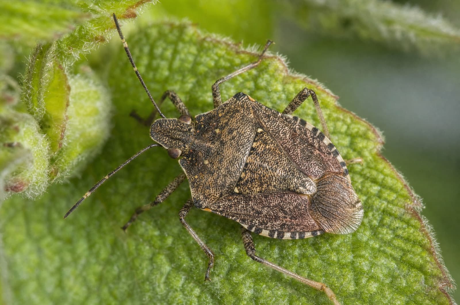 Brown Marmorated Stink Bug — species photo
