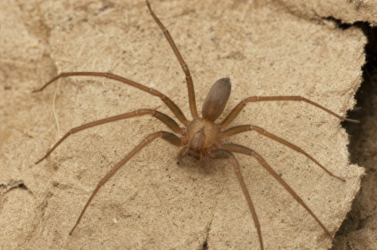 Brown Recluse — identification photo