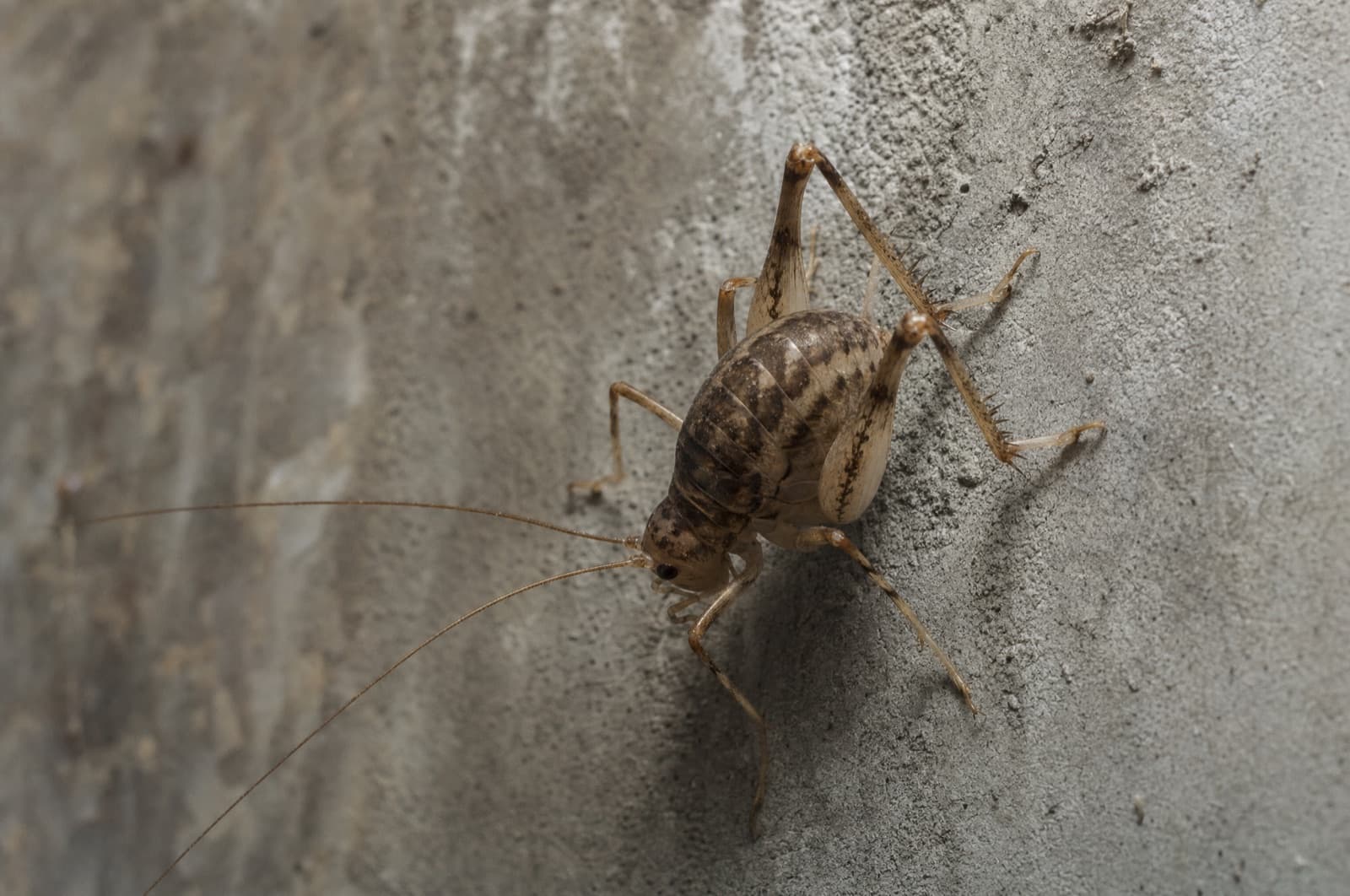 Camel Cricket — species photo
