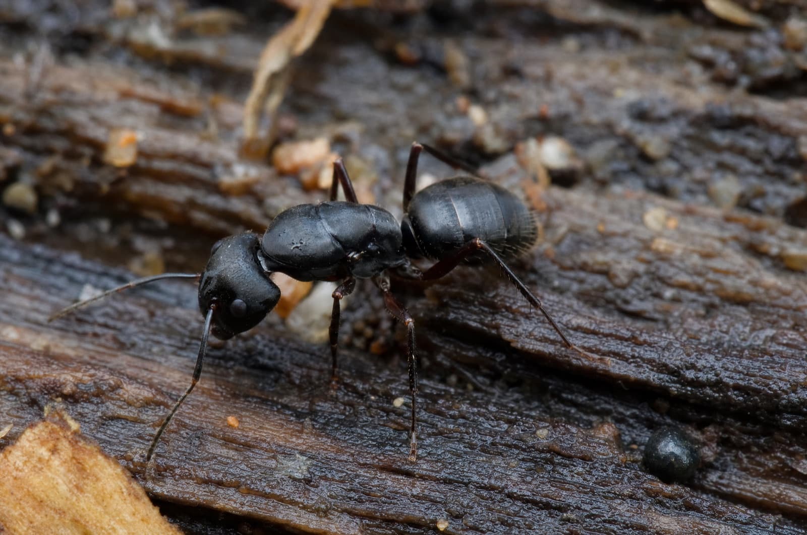 Carpenter ant — identification photo