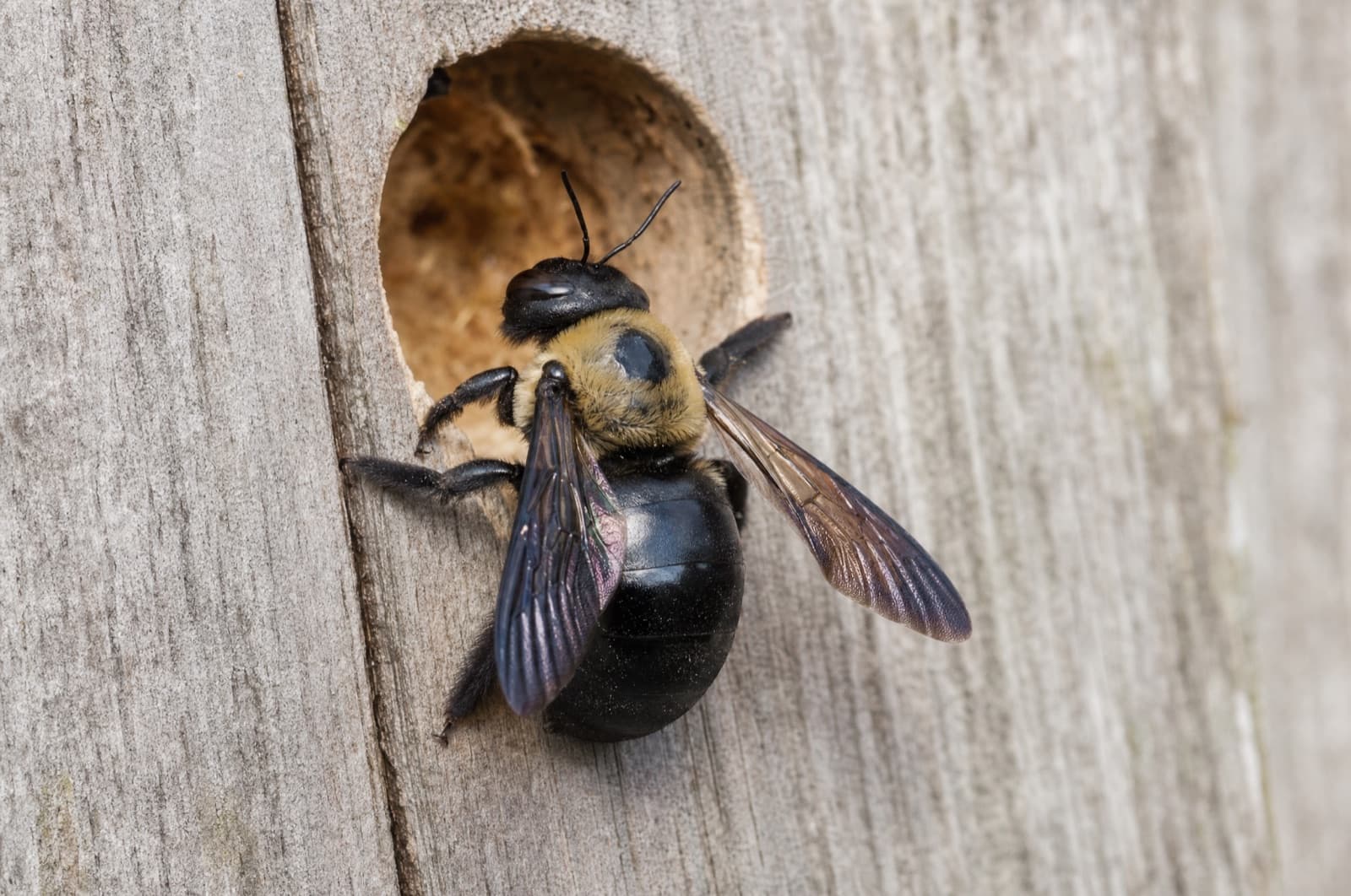 Carpenter Bee — species photo