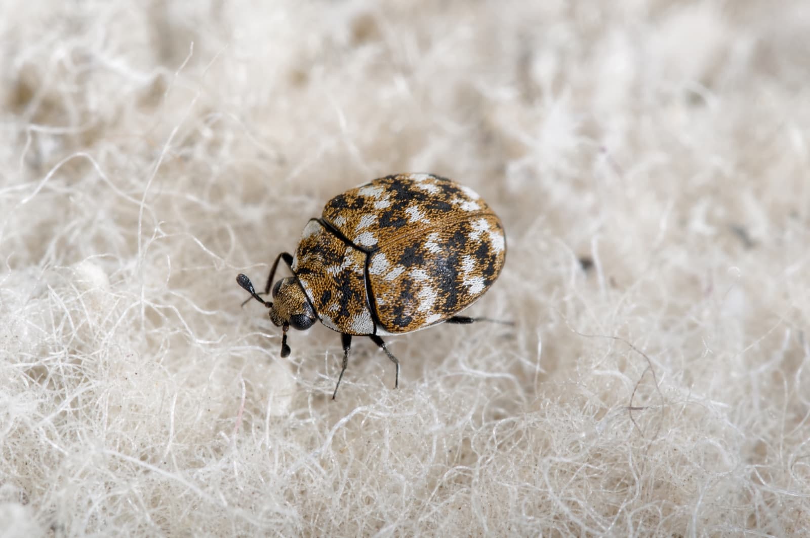 Carpet Beetle — species photo