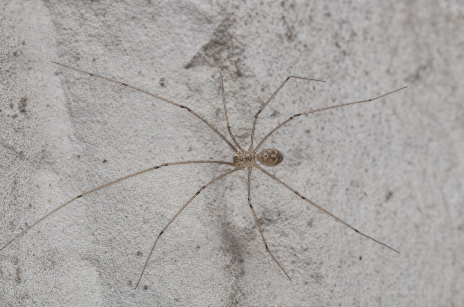 Cellar Spider — species photo