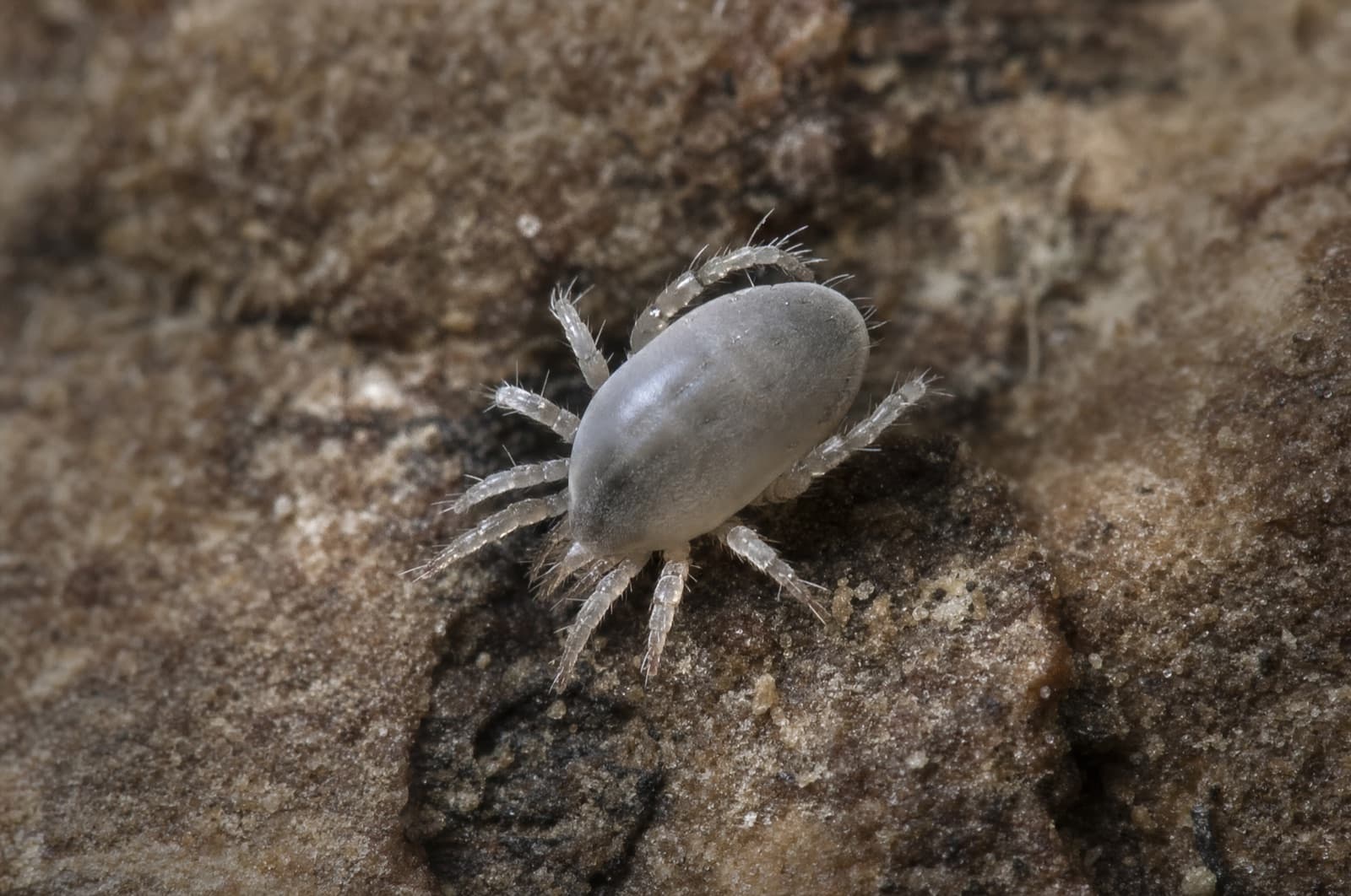 Chicken Mite — species photo