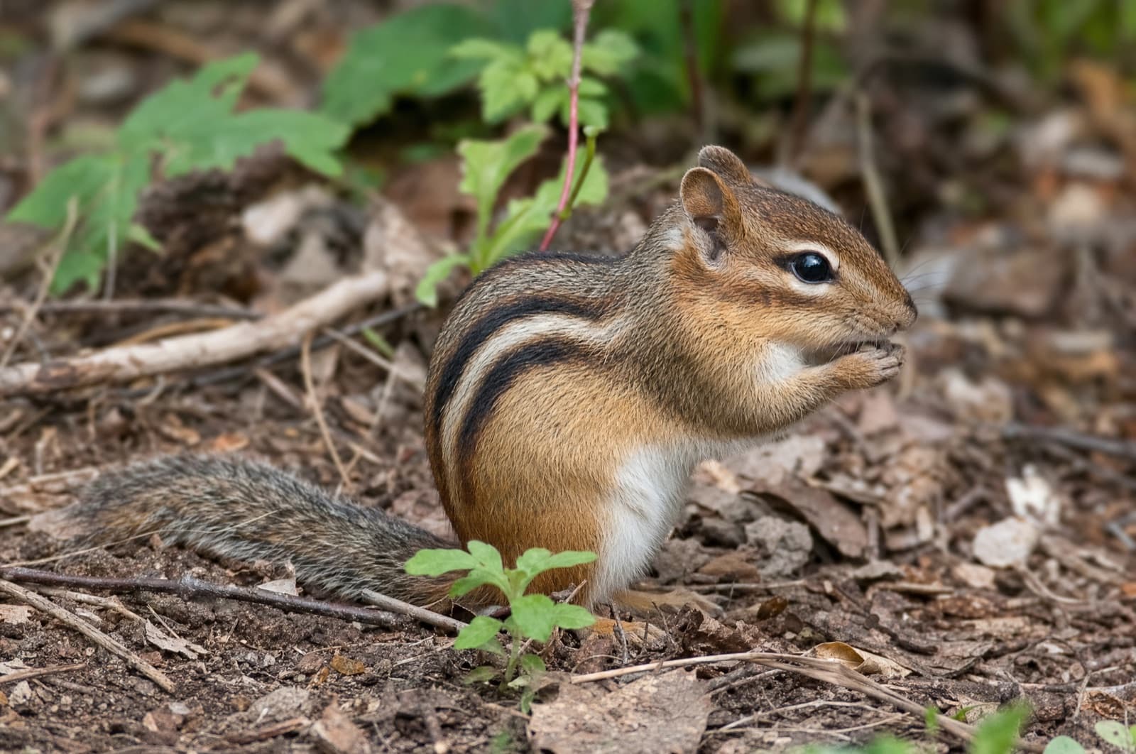 Chipmunk — species photo
