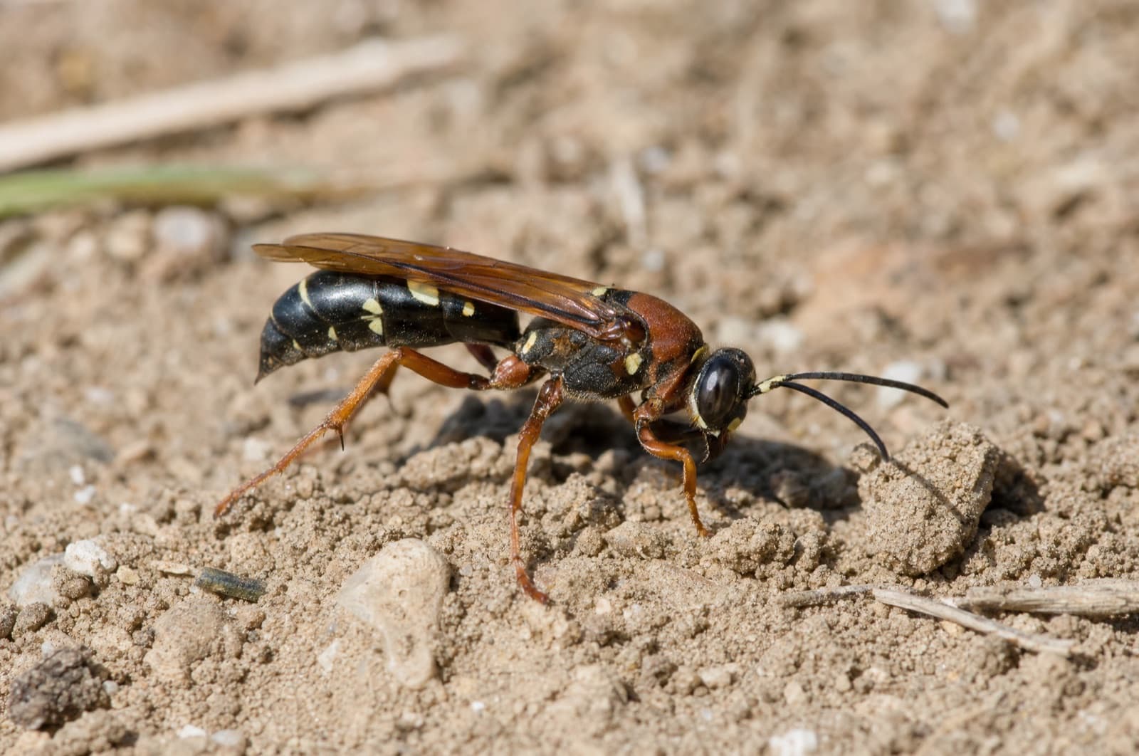 Cicada Killer Wasp — species photo