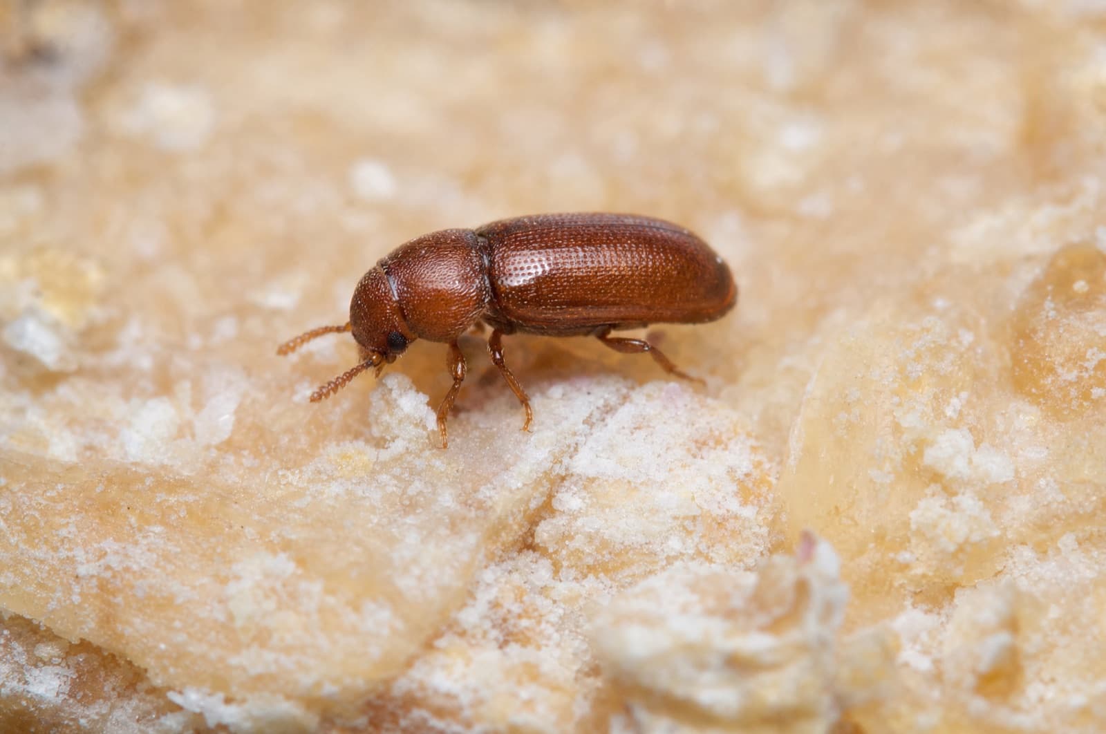 Cigarette Beetle — species photo
