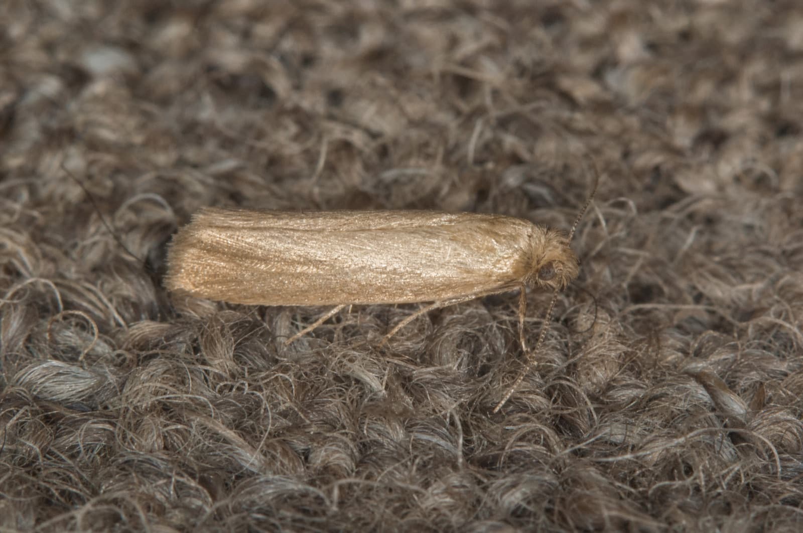 Clothes Moth — species photo