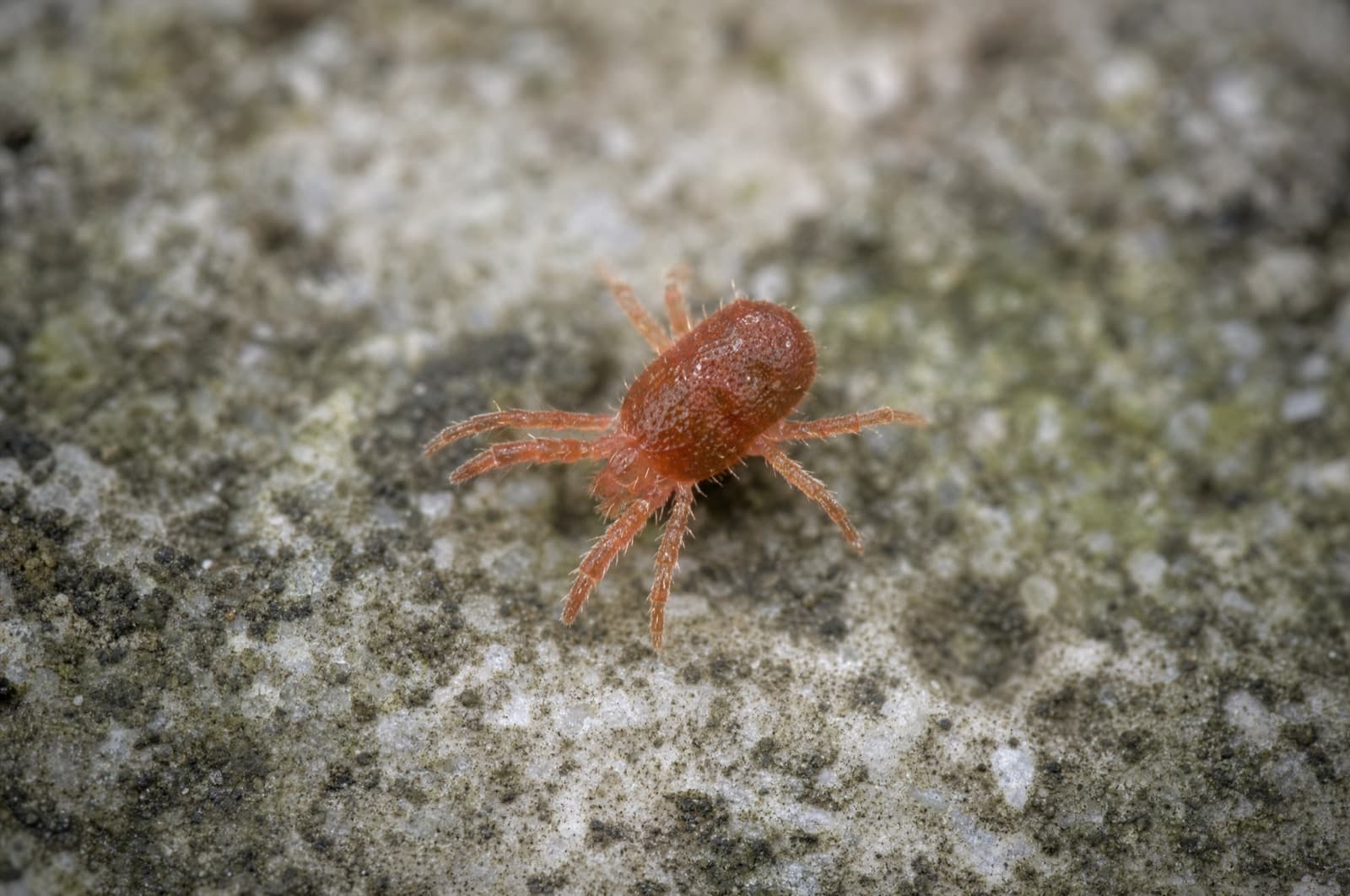 Clover Mites — species photo