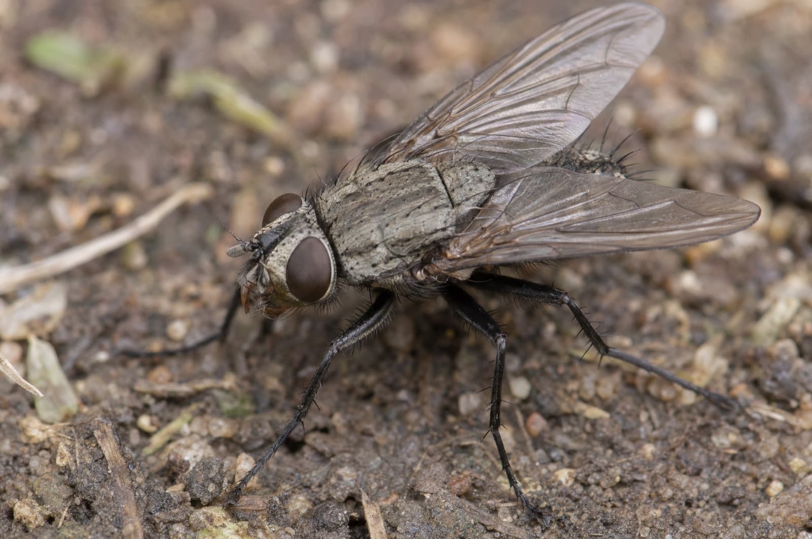 Cluster Fly — species photo