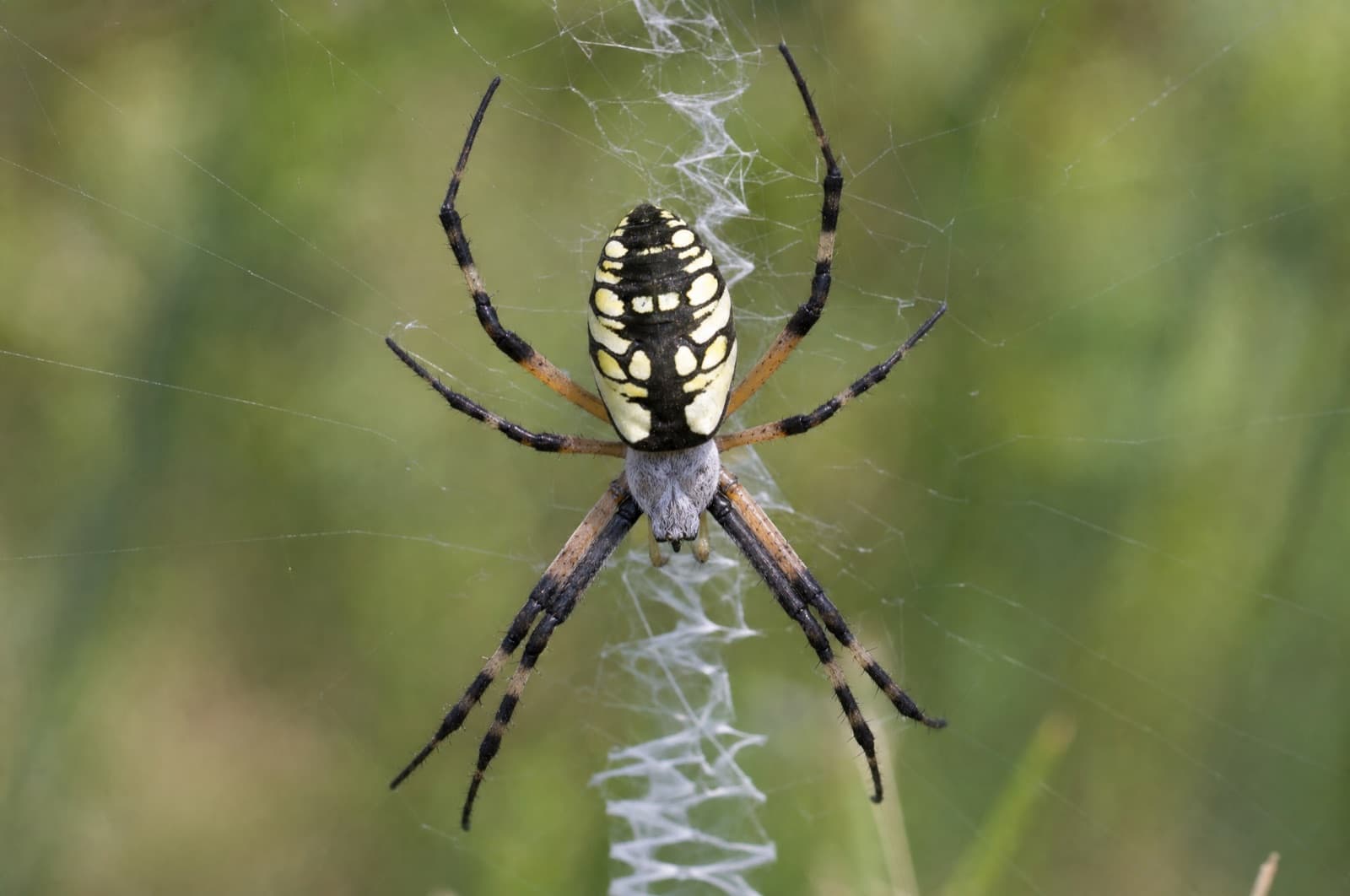 Common garden spider — identification photo
