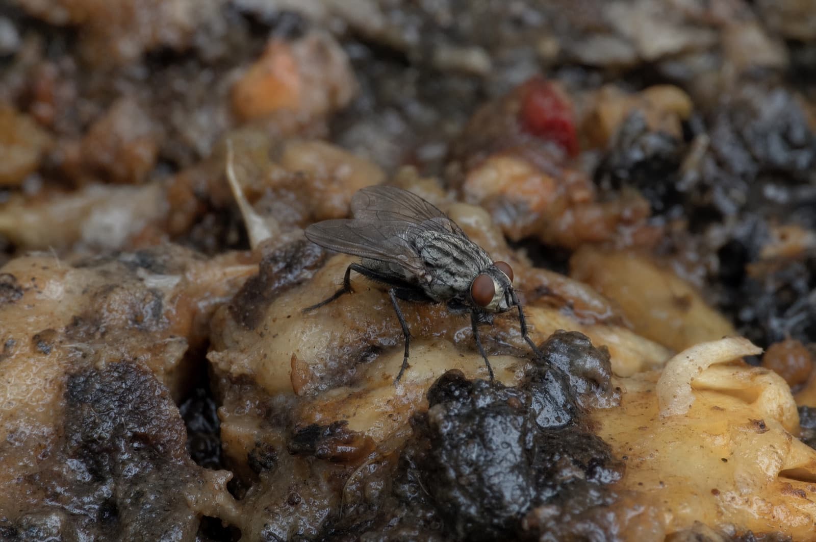 Common Housefly — species photo