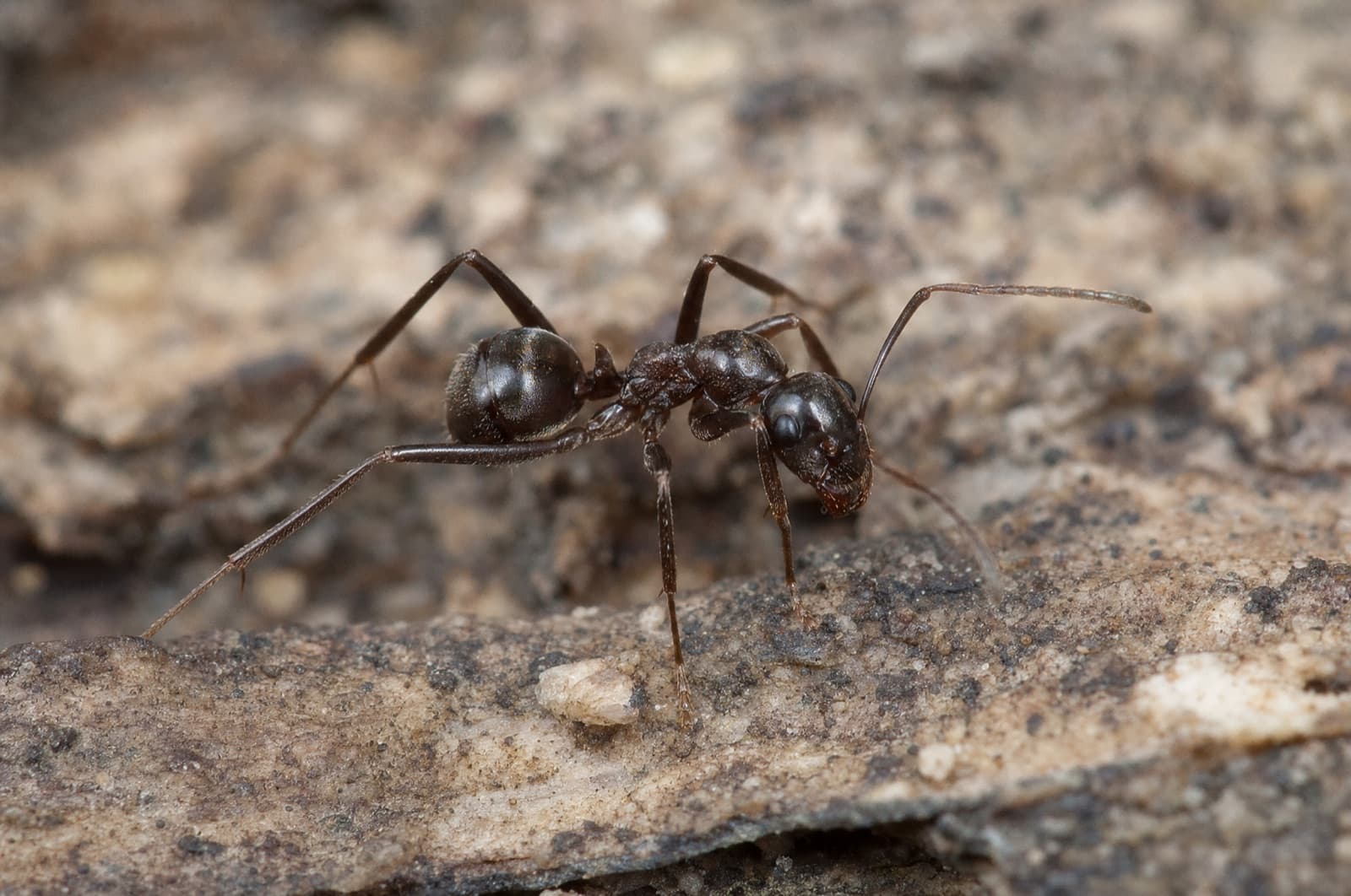 Crazy Ants — species photo