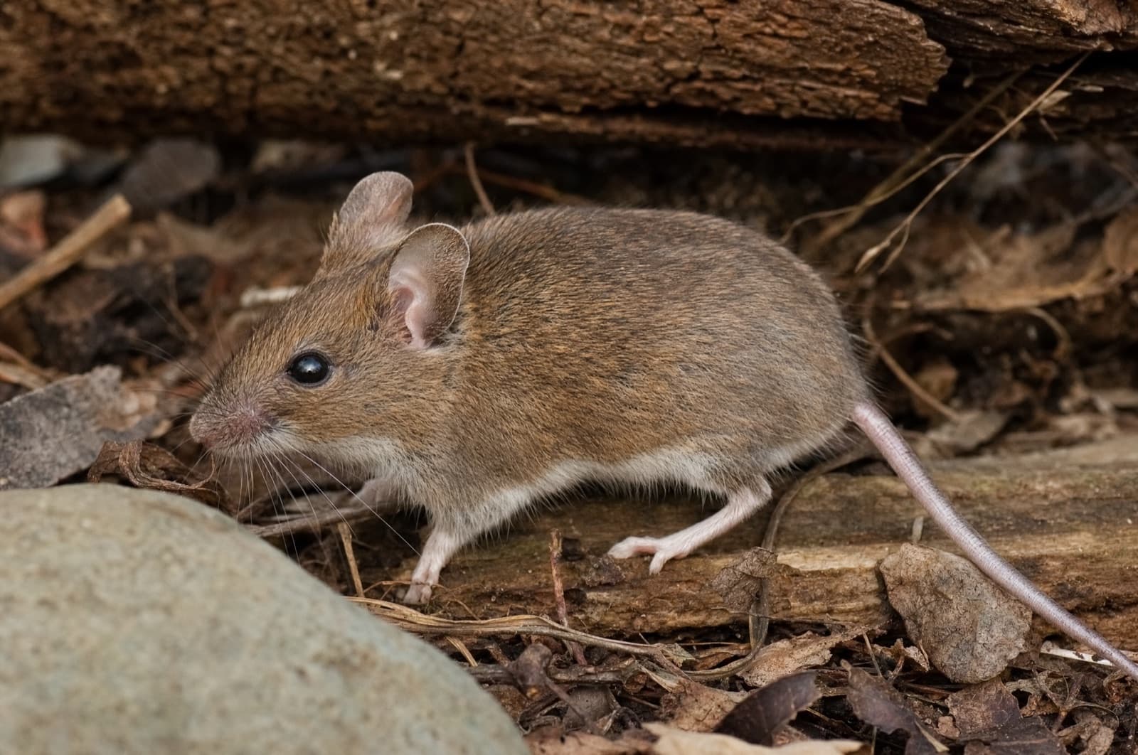 Deer Mouse — species photo